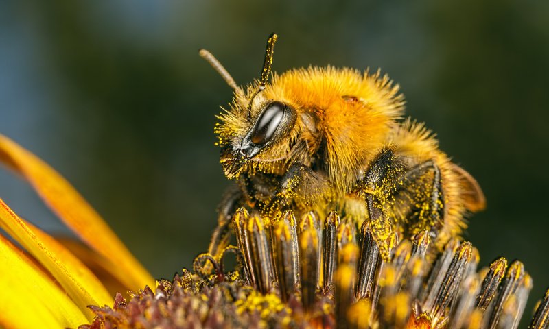 我国<strong>蜂疗</strong>研究：引领世界前沿